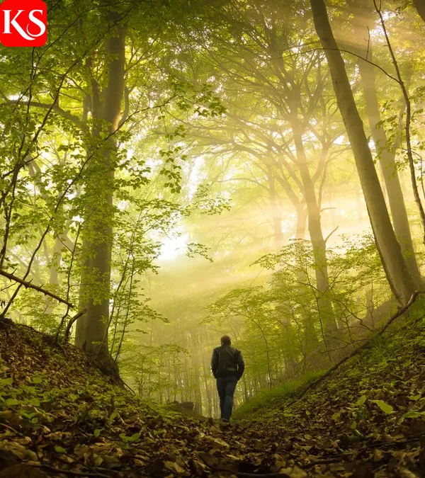 Mann bei einem Waldspaziergang im Sonnenlicht – Bewegung in der Natur stärkt die psychische Gesundheit